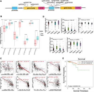 Potential diagnostic of lymph node metastasis and prognostic values of TM4SFs in papillary thyroid carcinoma patients